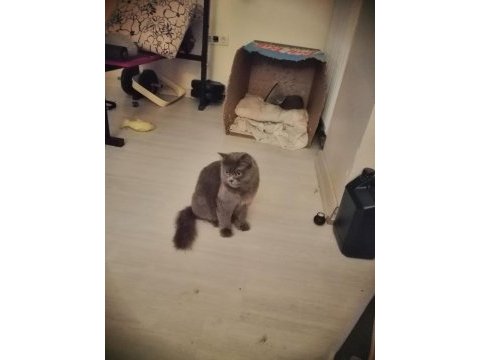 Orijinal dişi british longhair kızgınlıkta yuva arıyor