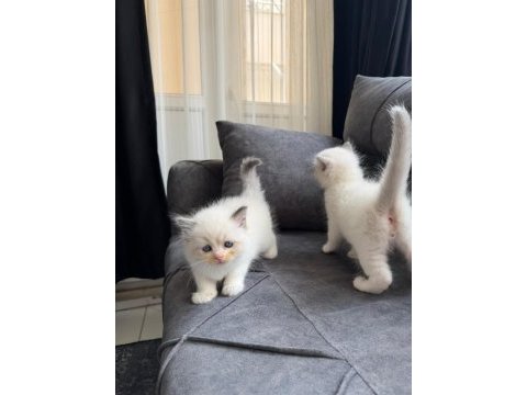 Anne altından safkan ragdoll yavru kediler