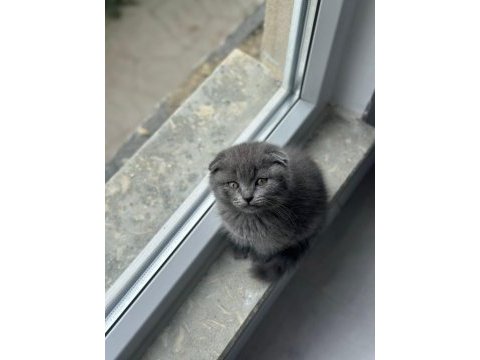 Tuvalet eğitimli 2 aylık inanılmaz tatlı scottish fold