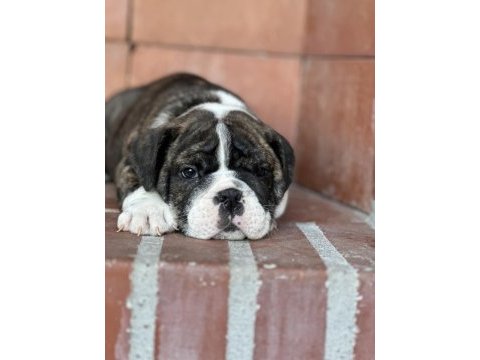 Harika anatomi ingiliz bulldog