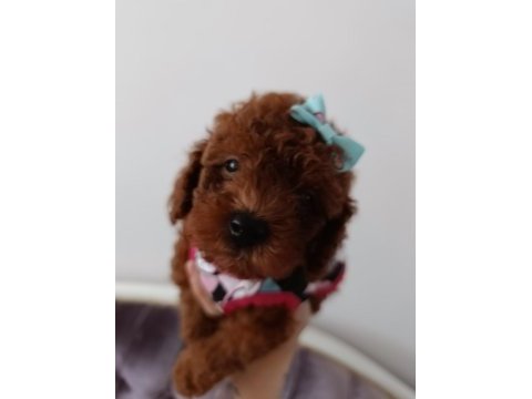 Safkan red brown toy poodle yavrular üst kalite