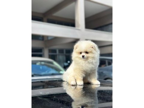 Erkek ve dişi pomeranian boo