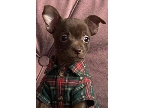 Şivava pinscher