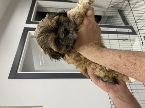 Yavru shih tzu larım 