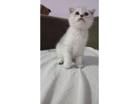 British shorthair sevimli yavrular