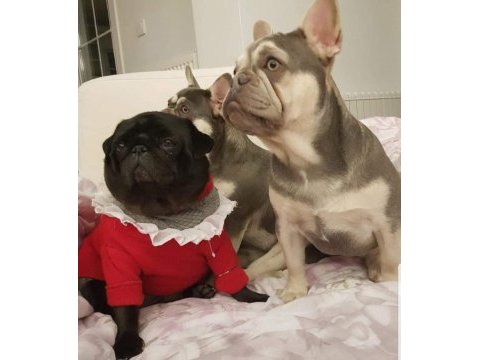 Lilac tan quad french bulldog