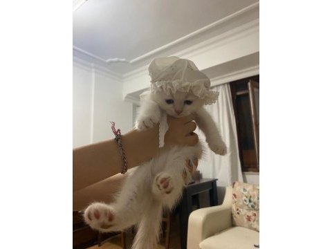 2.5 aylık erkek scottish kedi