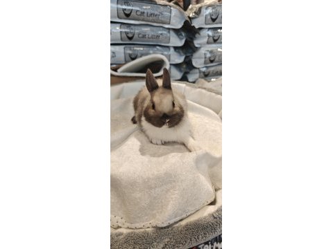 Cüce tavşanlar