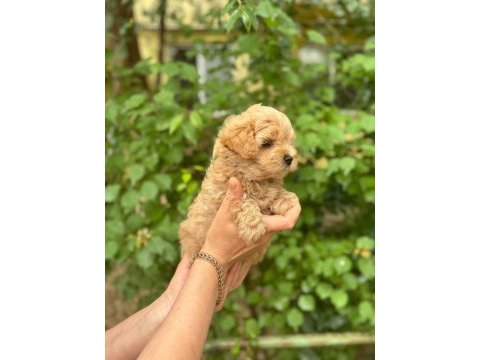 Irkının harikası maltipoo yavrularım