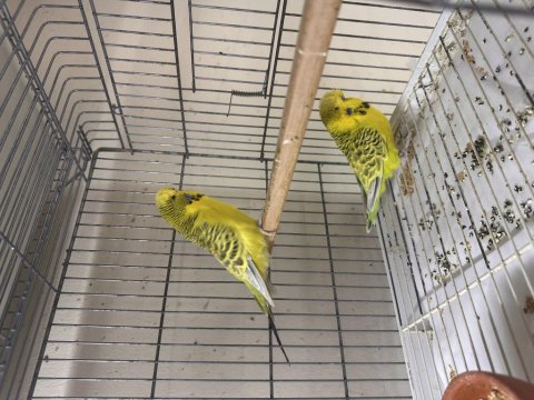 Jumbo teksas takım muhabbet kuşu