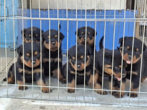 A şecereli macar koca kafa küt burun rottweiler yavrular