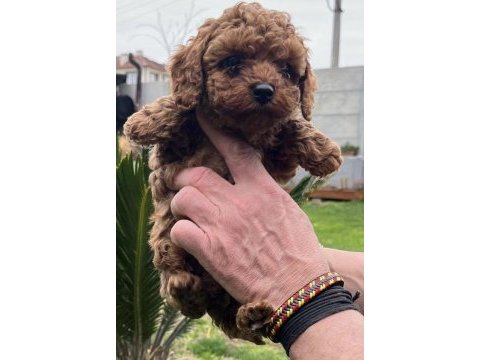 Toy poodle yavrularımız