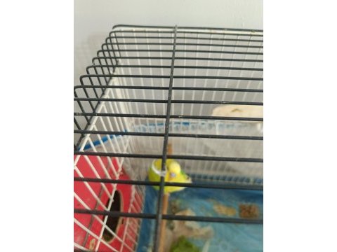 Anne baba 1 adet yavru muhabbet kuşu