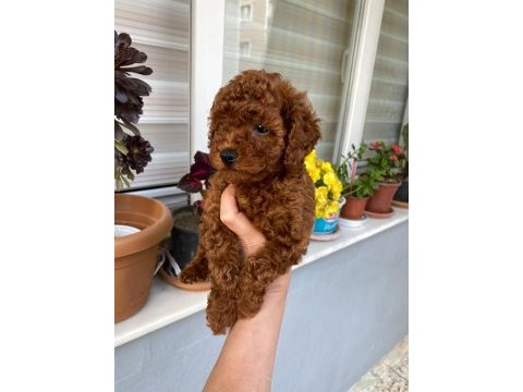 Tüy dökmeyen aşılı ve pet eğitimli poodle yavrum