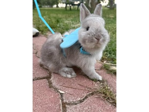 Hollanda lop cüce tavşanım yeni yuvasını arıyor