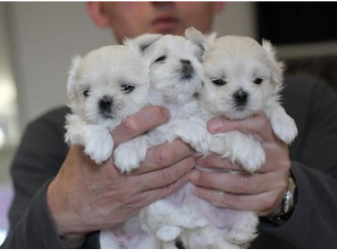 Korean maltipoo 1.250 gram