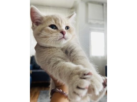 3 aylık british shorthair dişi kedimiz