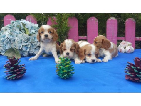 Çok sevimli cavalier king charles yavrularımız