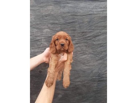 Amerikan cocker yavrular ırk garantili