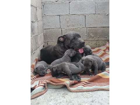 Cane corso 6 erkek ve 4 dişi