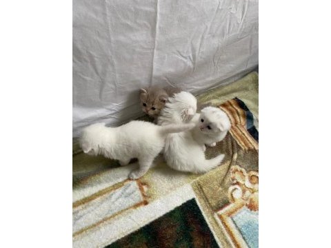 2 aylık kediler tuvalet eğitimi var