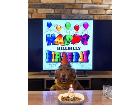 Güzel kalpli golden retriever odie