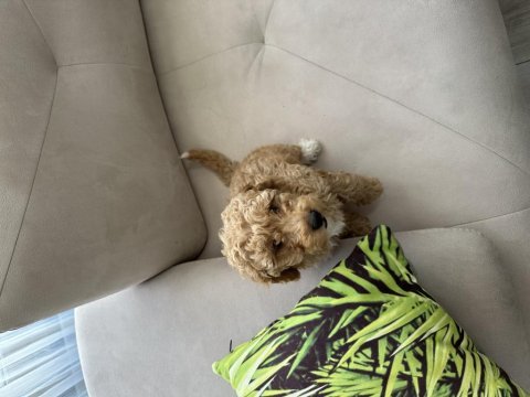 2 buçuk aylık poodle