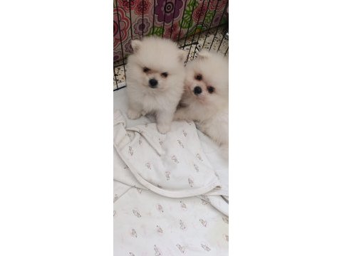Pomeranian boo erkek ve dişi yavrularımız