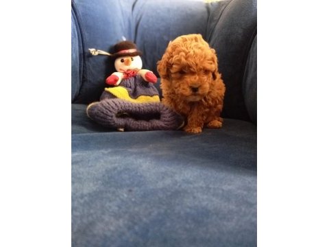 Poodle uygun bütçeli olanlar kaçırmasın