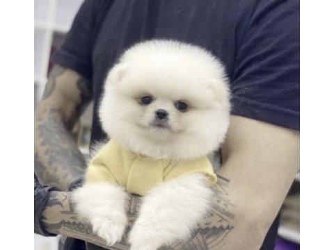 Pomeranian boo köpeği