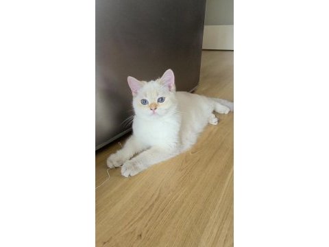 5 british shorthair golden point erkek