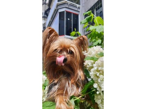 Yorkshire terrier erkek çipli ve sağlıklı