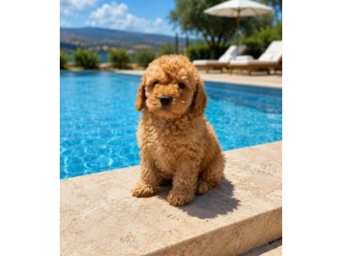 Harika poodle şekerler