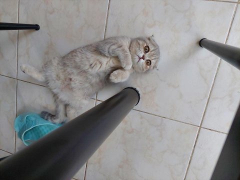 Scottish fold dişi 4 aylık