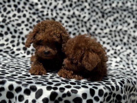 Show kalite tea cup kore poodle yavrumuz