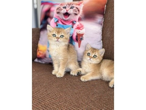 Efsane güzellikte british shorthair bebekler