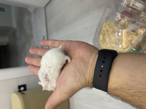 Gonzales hamster çok cuzi gelen alır