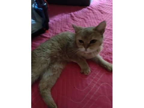 British shorthair kedisi
