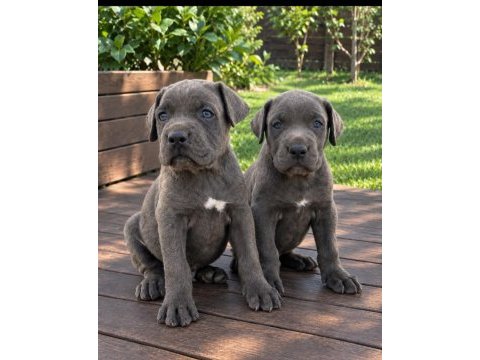 Cane corso yavrular ırk sağlık garantili