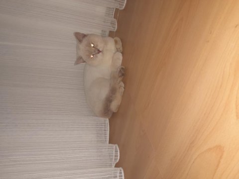 Çok uysal bütün aşıları yapılmış british shorthair