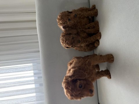Kore poodle yavruları
