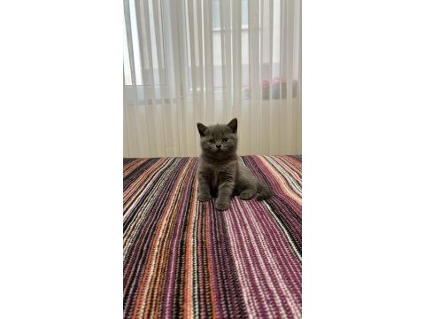 British shorthair yavru