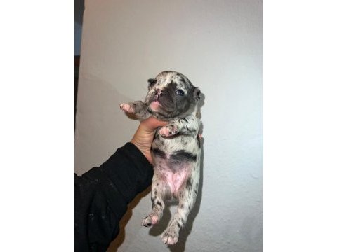 Egzotik ve standart fransız bulldog