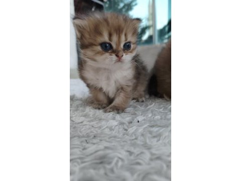 Chinchilla yavruları