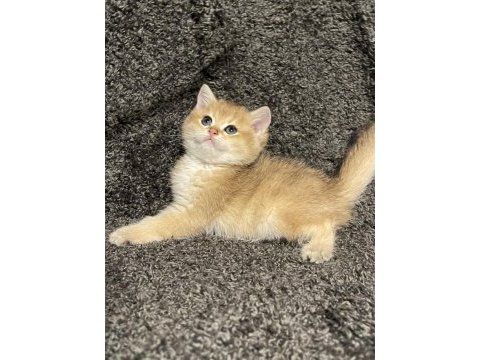 Anne baba şecereli safkan golden british shorthair erkek