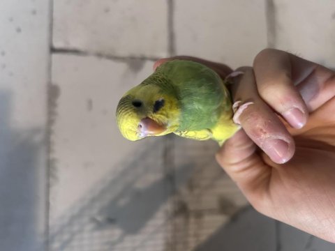 Yeni yeme düşmüş yavru muhabbet kuşları