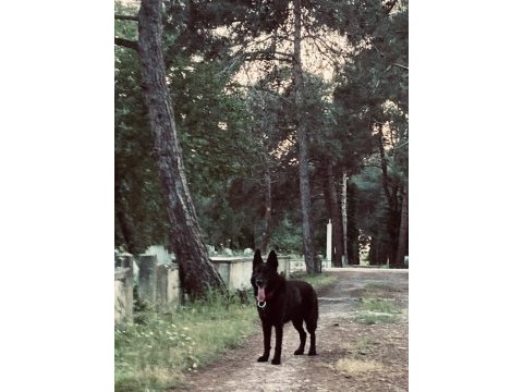 Nadir olanlardan siyah kurt köpeği (erkek)