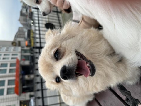 Pomeranian spitz ücretsiz yavruları