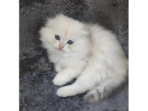 İstanbul içi 7/24 adrese teslim british longhair
