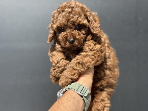 Petmode köpek çiftliğinden çikolata toy poodle
